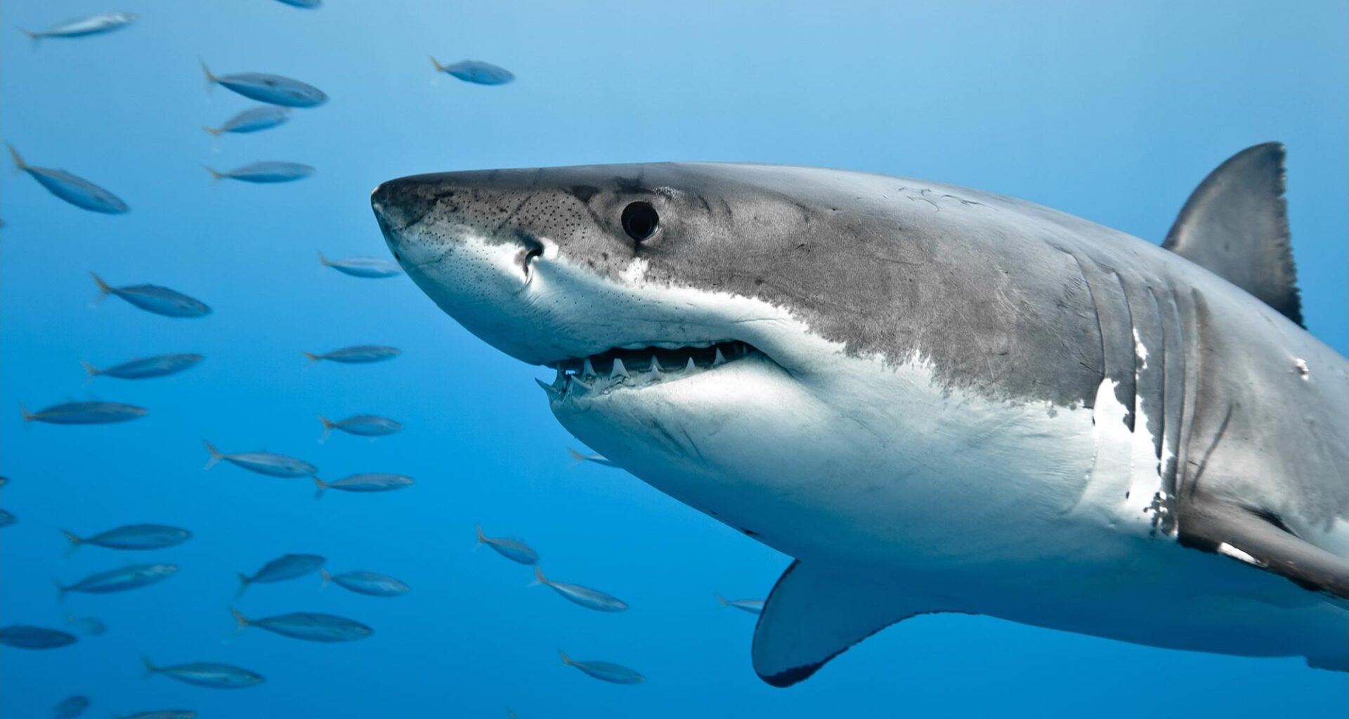 Great White Shark Fish Underwater