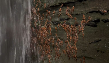 Thousands of bumblebee catfish captured climbing waterfall in never-before-seen footage