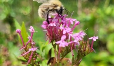 BLOG | BioBlitz brings nature to life in Liverpool’s parks