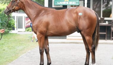 Last Hip Through The Ring Monday, A Colt By Constitution, Brings $1,000,000