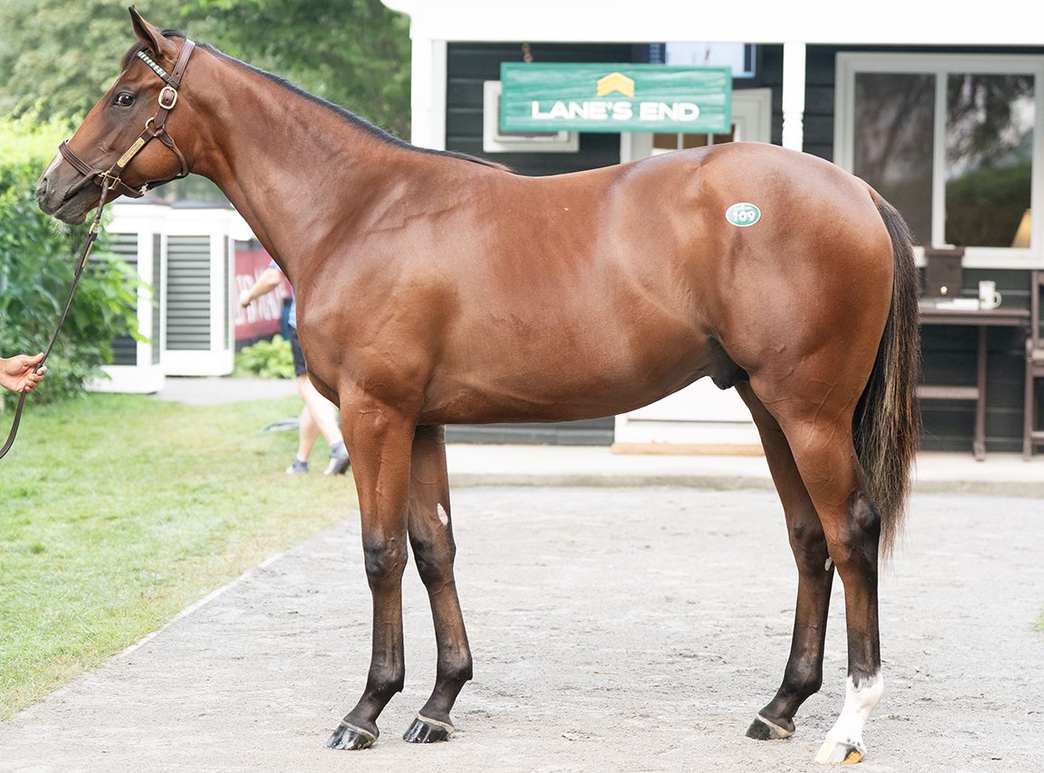 Last Hip Through The Ring Monday, A Colt By Constitution, Brings $1,000,000
