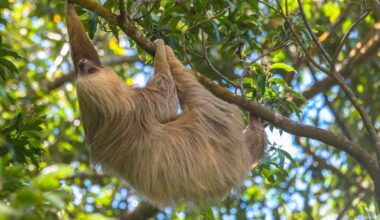 Why sloths don't burp, fart or throw up — despite hanging upside down all day
