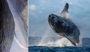 On the left, a close-up of a whale's skin and fin underwater; on the right, a humpback whale leaps dramatically out of the ocean, splashing water under a cloudy sky.