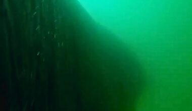 When researchers put a camera tag on a whale, they never expected to see this