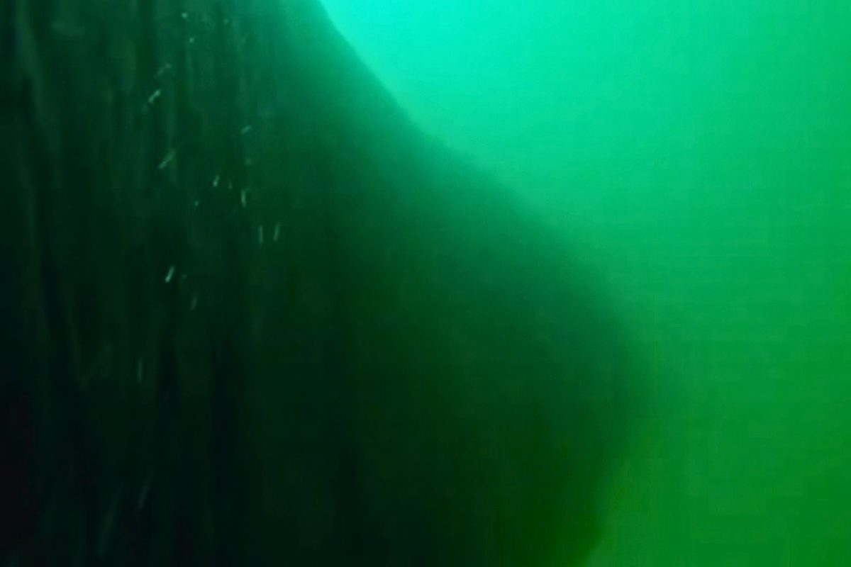 When researchers put a camera tag on a whale, they never expected to see this