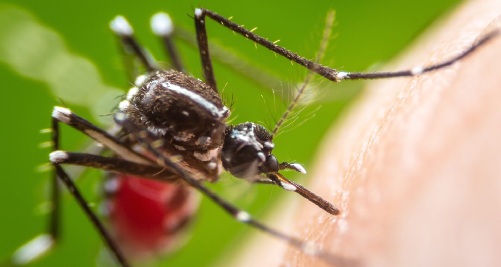 Rapid communication: Multiple early local transmissions of chikungunya virus, Mainland France, from May 2025. Image Credit: khlungcenter / Shutterstock