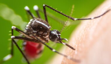 Rapid communication: Multiple early local transmissions of chikungunya virus, Mainland France, from May 2025. Image Credit: khlungcenter / Shutterstock