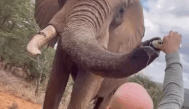 Outrage in Kenya after tourist filmed pouring beer down elephant’s trunk