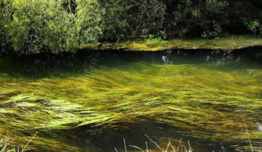 Warning over ‘decade of decline’ for one of England’s precious chalk streams – The Irish News