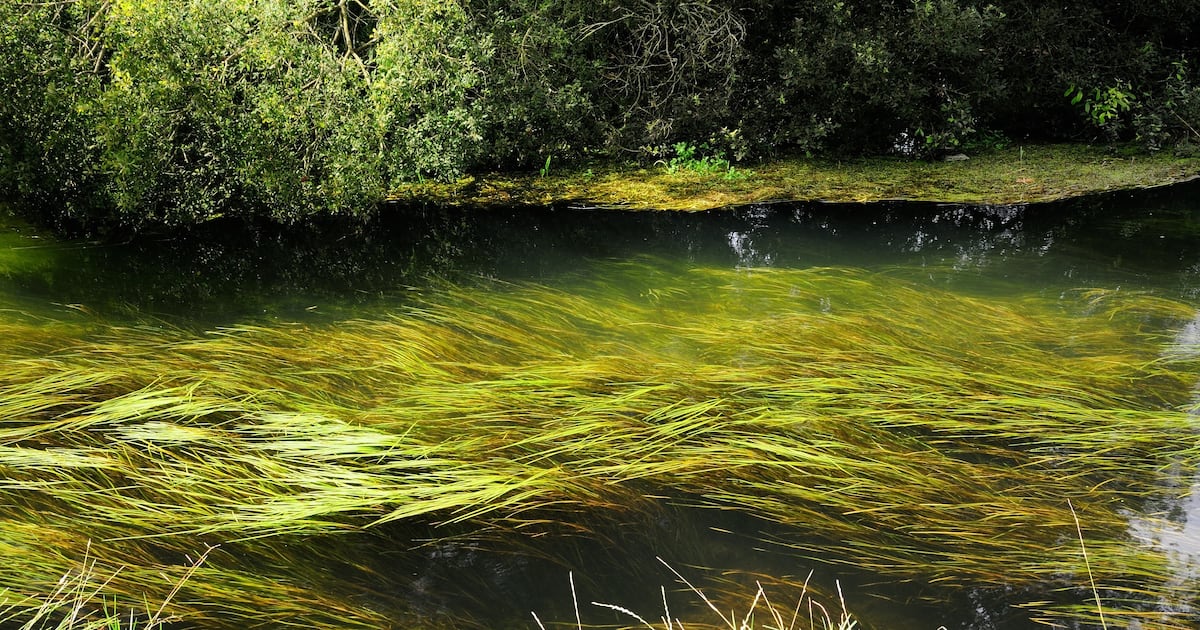 Warning over ‘decade of decline’ for one of England’s precious chalk streams – The Irish News