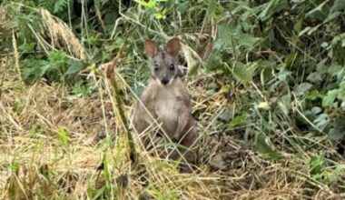 Nottinghamshire Wildlife Trust expert writes about the potential problems of wild wallabies and other non-native species in the county
