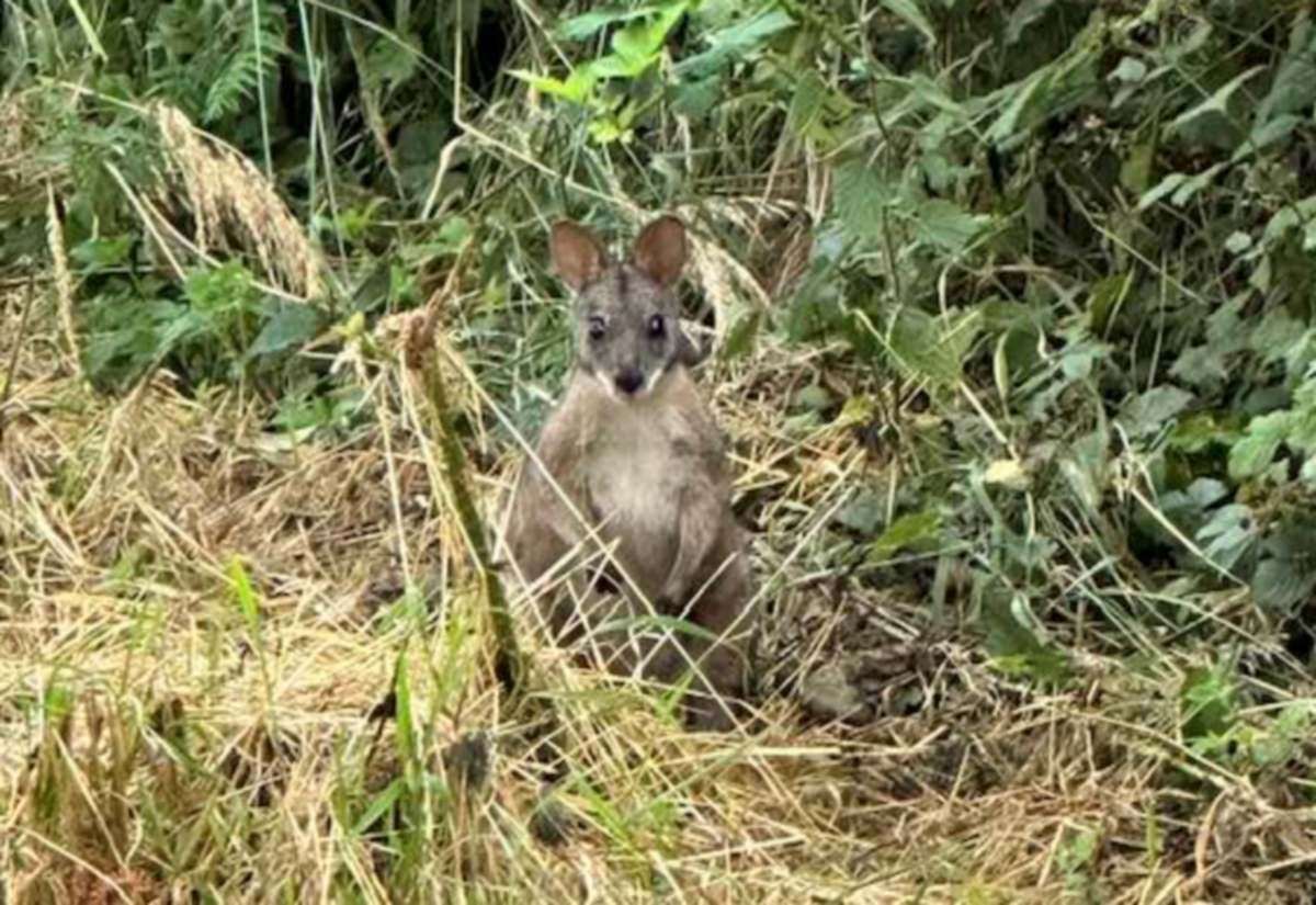 Nottinghamshire Wildlife Trust expert writes about the potential problems of wild wallabies and other non-native species in the county