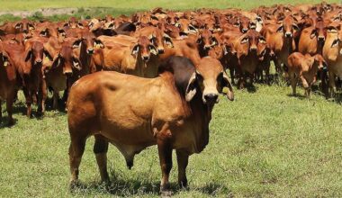 Weekly genetics review: Do animals with superior fertility breeding values in one environment rank the same in another?