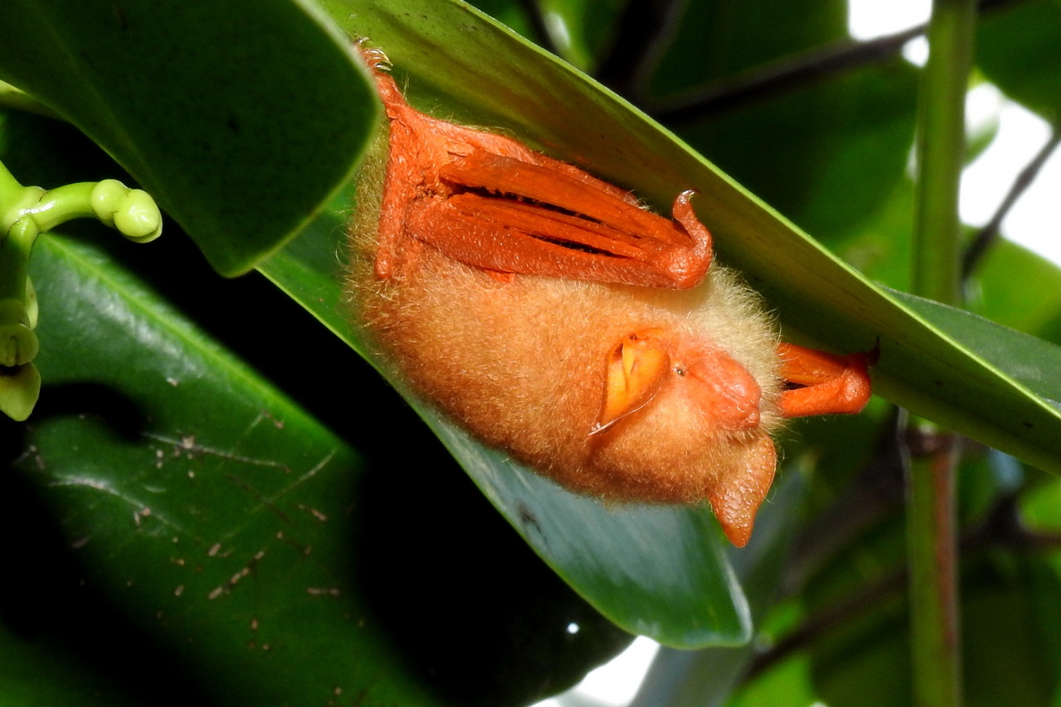 One of the nearly 250 tentative proposals under consideration by USFWS was the one to add the painted woolly bat to Appendix II. These brightly colored bats, native to South and Southeast Asia, are in demand in the U.S. as décor or trinkets, and their trade is found to be causing a decline in wild populations of the bats.