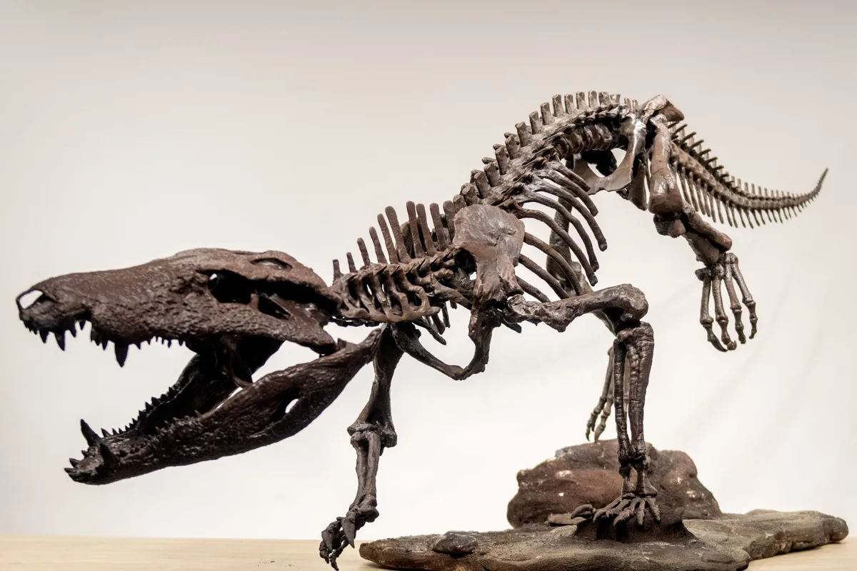 Kostensuchus atrox