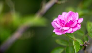 The rose that survived Hurricane Katrina—and now blooms across the country