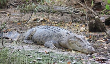 A large crocodile on the bank
