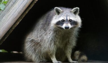 Dear Abby: Neighbor’s backyard ‘wildlife sanctuary’ cause woman undo stress