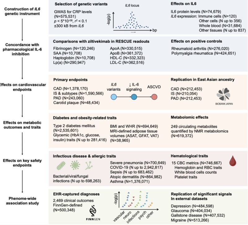 IL-6 Inhibition