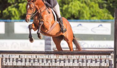 OTTB: Miriam's Sky (Blinky) - Woodbine Racetrack