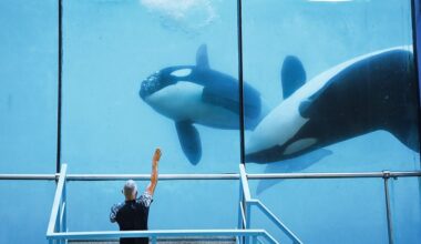 Lipsi island becomes stage for orca tug-of-war