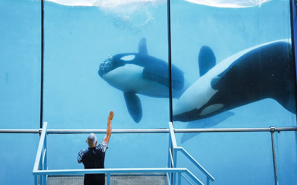 Lipsi island becomes stage for orca tug-of-war