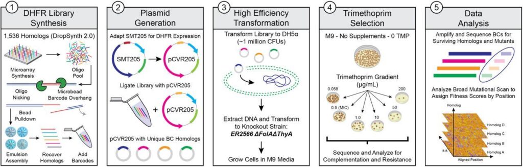 University of Oregon researchers say that DropSynth technology enables scalable, and cost-effective exploration of antibiotic resistance across the DHFR protein family. [Department of Bioengineering/University of Oregon]