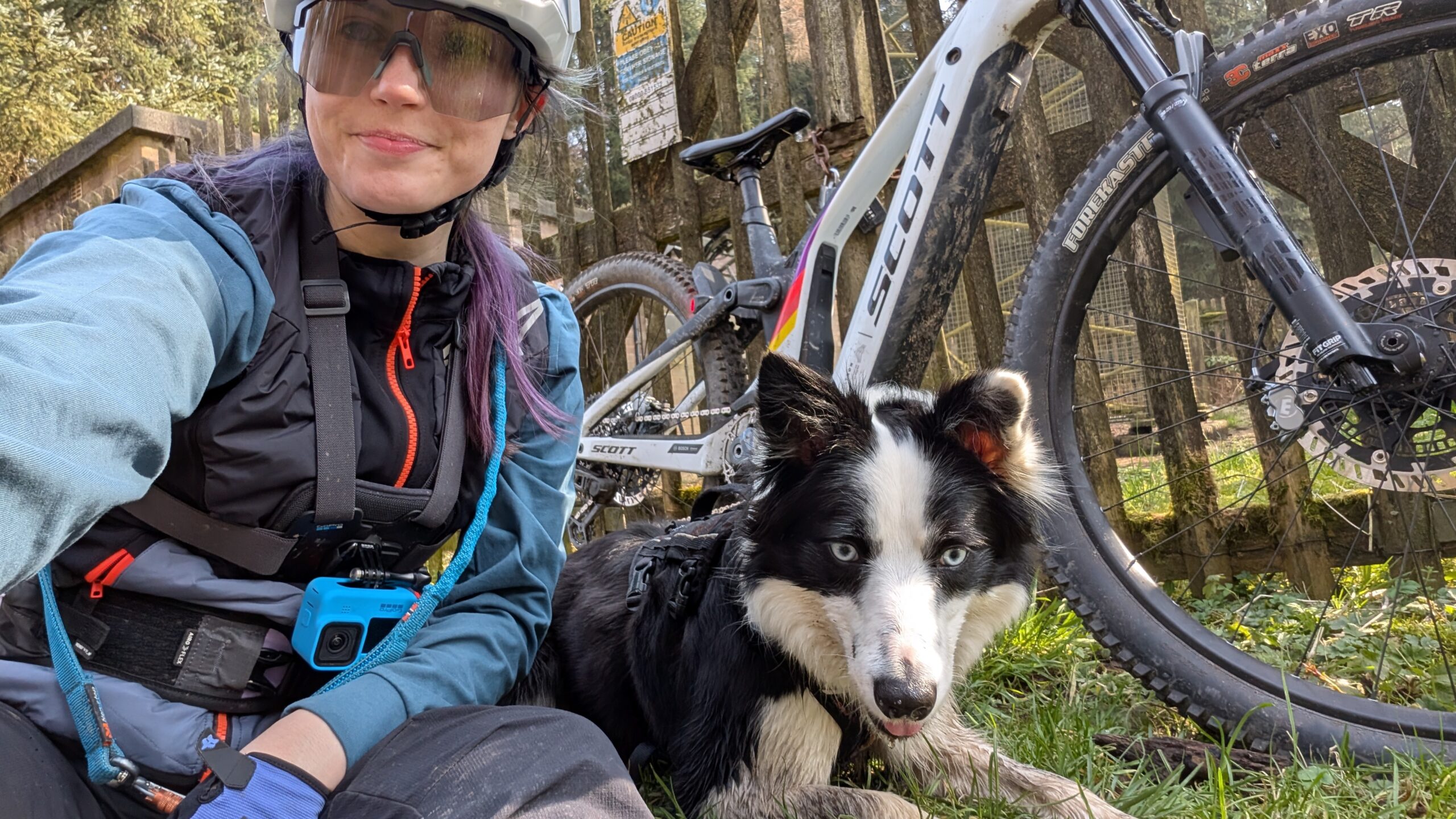Trail dog