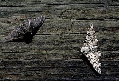 Dark and light peppered moths. As industrial soot blackened trees, most of the moths evolved to become darker to be better camouflaged.