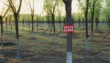 Small Chinese County Reverses Desertification with Arduous Tree-Planting Method Across 240,000 Acres