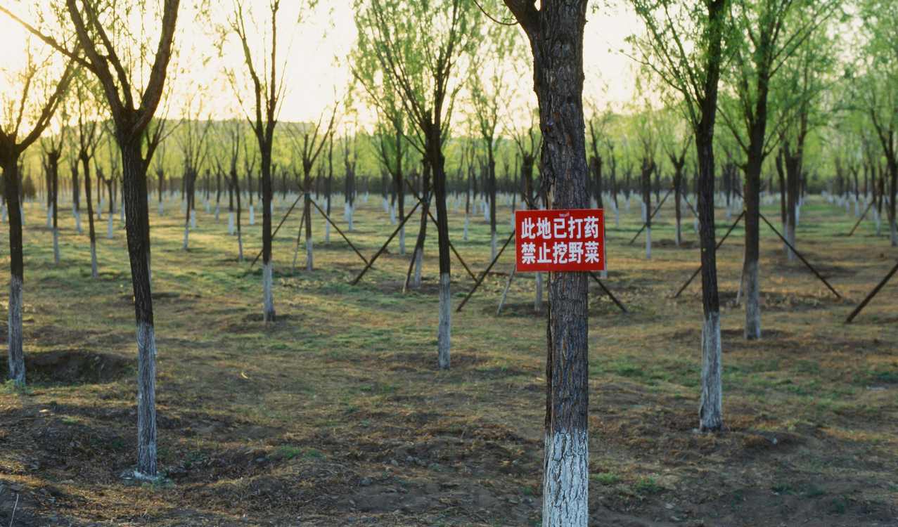 Small Chinese County Reverses Desertification with Arduous Tree-Planting Method Across 240,000 Acres