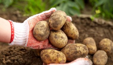 Potatoes: Tackling spuds’ perception issue despite their popularity