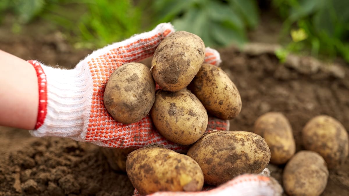 Potatoes: Tackling spuds’ perception issue despite their popularity