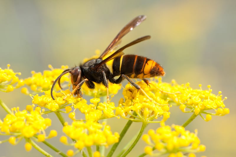 An Asian hornet. Photograph: iStock