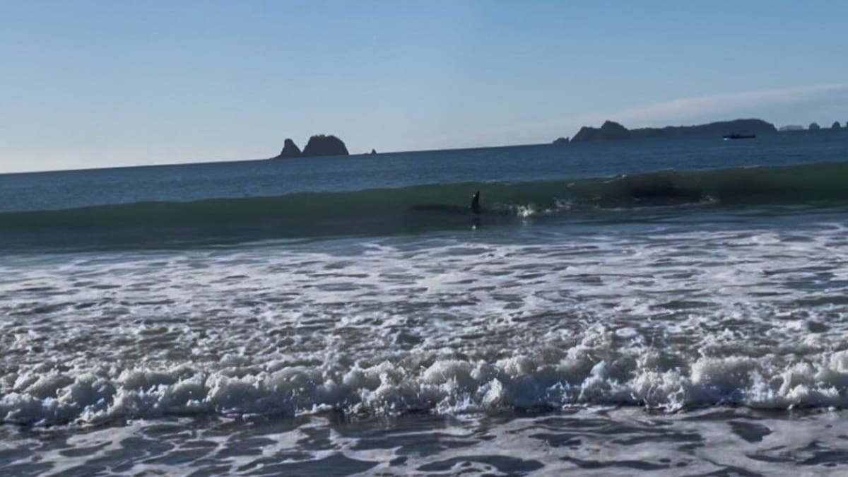 Whitianga orca encounter: Swimmers 3m from ‘massive’ dorsal fin.