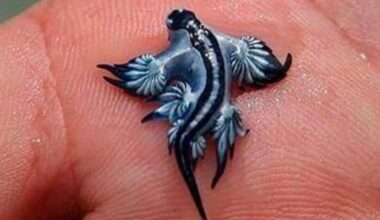 Beaches Shut as Venomous ‘Blue Dragon’ Sea Slugs Surge
