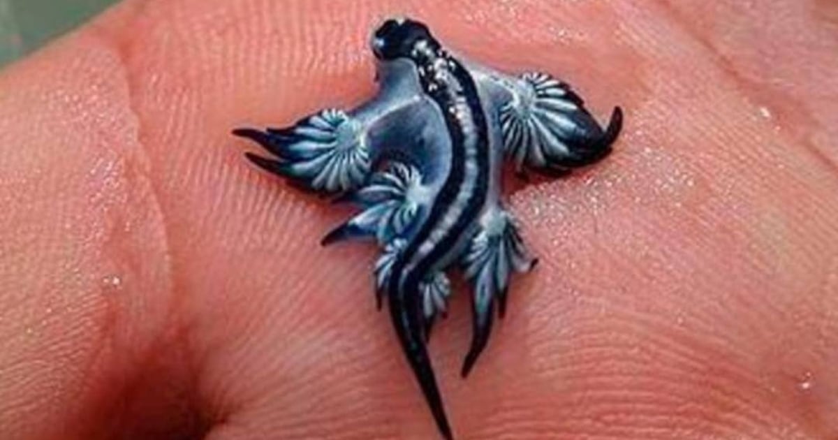 Beaches Shut as Venomous ‘Blue Dragon’ Sea Slugs Surge