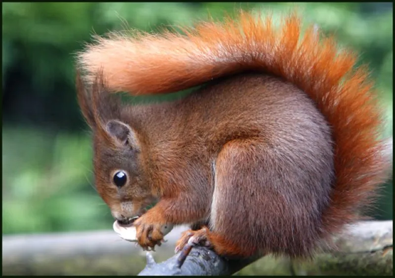 Red Squirrel eating something held in paws
