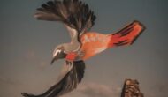 Aderyn/Bird