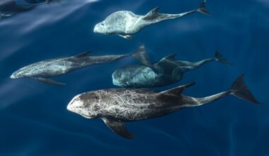 Drone spots more than 1,000 "ghost-like" animals off Mexican coast