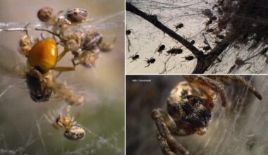 David Attenborough fans left facing ‘nightmares’ after witnessing baby spiders devour their mum