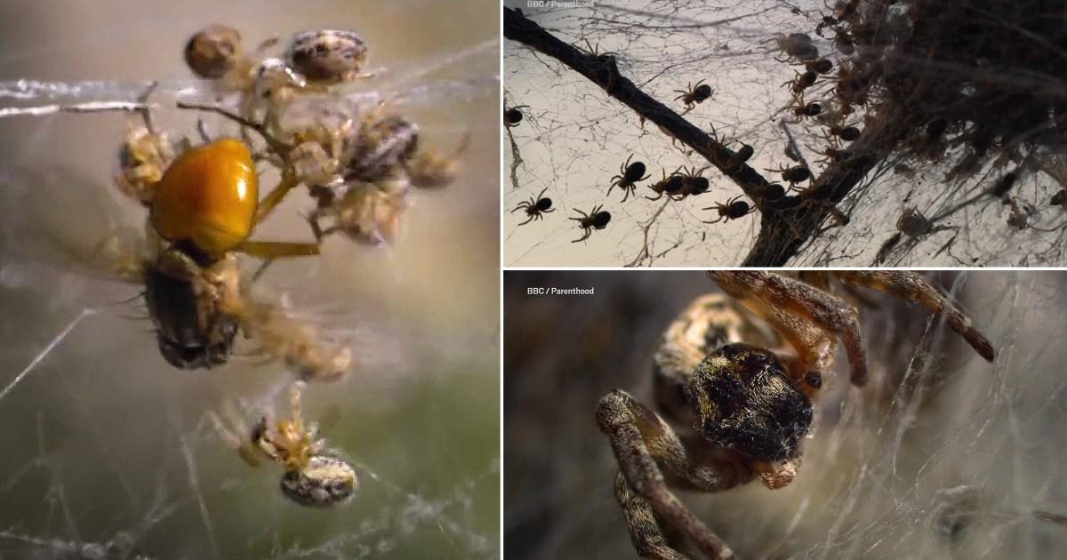 David Attenborough fans left facing ‘nightmares’ after witnessing baby spiders devour their mum