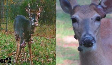 'Mutant' deer covered in fleshy bubbles spotted in the US | News US