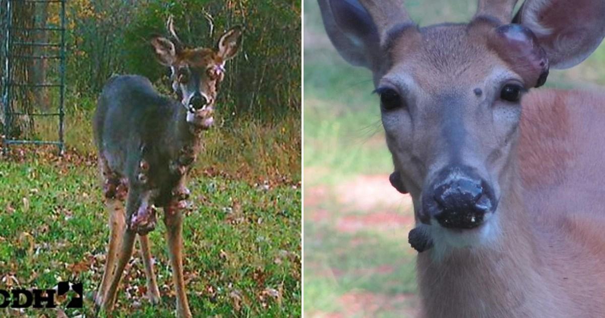 'Mutant' deer covered in fleshy bubbles spotted in the US | News US