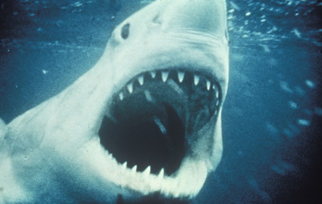 Editorial use only. No book cover usage. Mandatory Credit: Photo by Universal/Kobal/REX/Shutterstock (5886241at) Jaws (1975) Jaws - 1975 Director: Steven Spielberg Universal USA Scene Still Les Dents de la mer