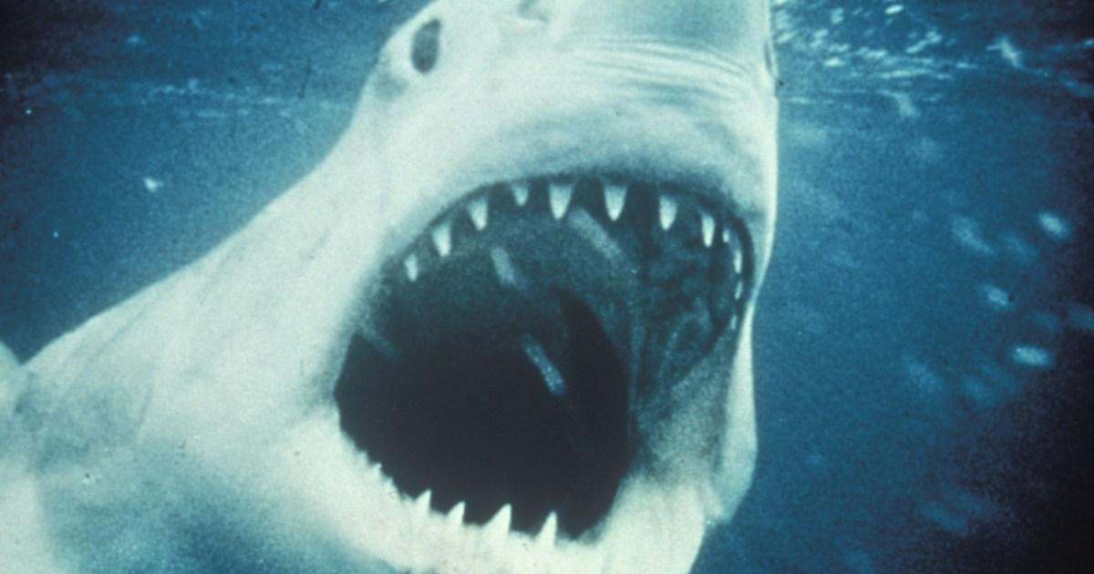 Jaws child star reveals staggering amount he earns 50 years after hit film