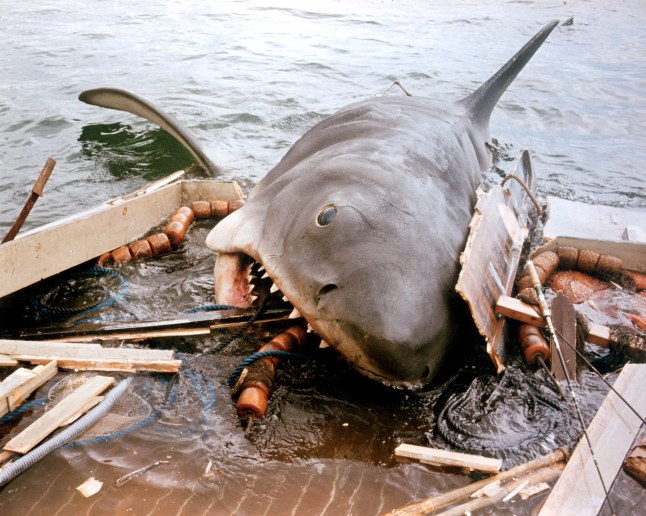 Editorial use only. No book cover usage. Mandatory Credit: Photo by Universal/Everett/Shutterstock (518758a) 'Jaws' 'JAWS' FILM STILLS - 1975