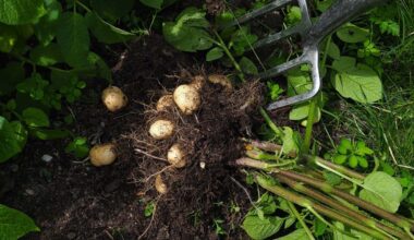 Mystery of the potato's origins solved by genetics
