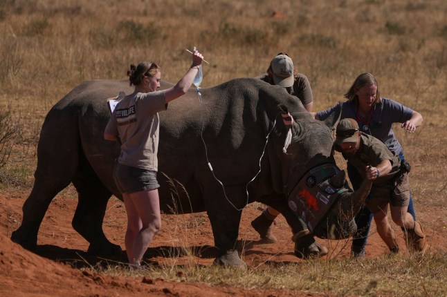 A sedated rhino is being prepared before a hole is drilled into its horn and isotopes carefully inserted, at a rhino orphanage in Mokopane, South Africa, Thursday, July 31, 2025. (AP Photo/Alfonso Nqunjana)