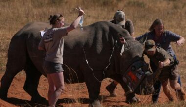 Rhinos now have radioactive horns to fight off poachers | News World